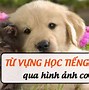 Học Con Vật Tiếng Anh